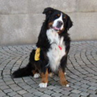 servicehund Clifford_Margareta Pantzar