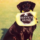 servicehund Hedda emeritus