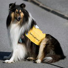 diabeteshund Atlas_Britta Blomqvist