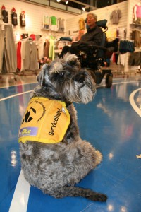 servicehund i sportbutik